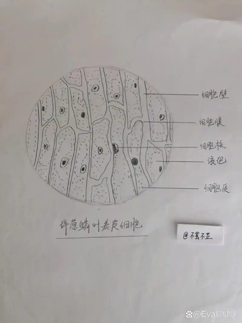 洋葱鳞叶表皮细胞