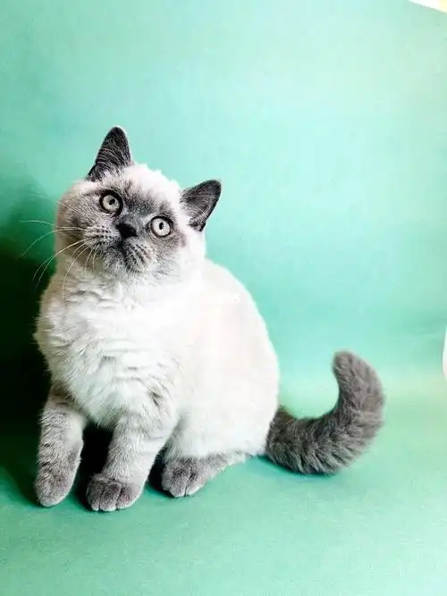 重点色英短弟弟们