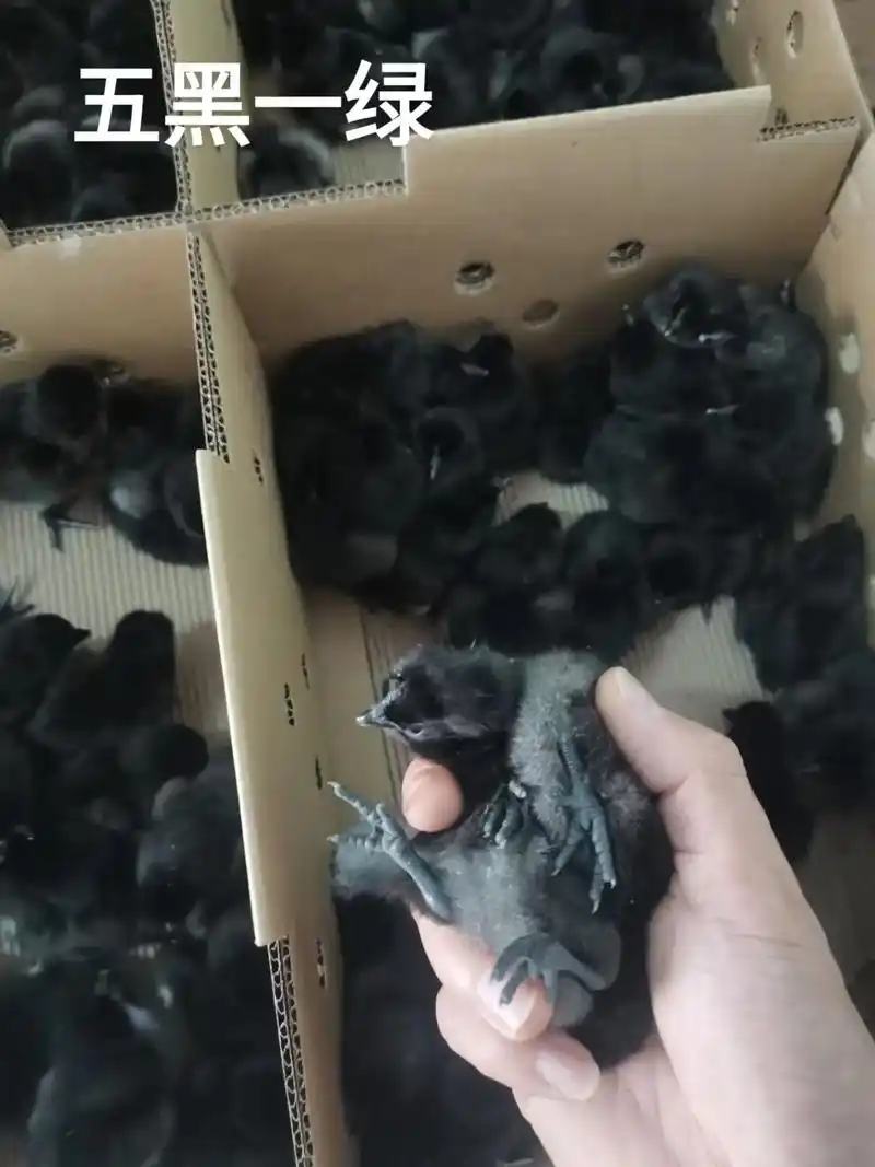 五黑一绿优质鸡苗,货源充足 - 抖音