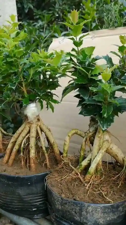 这是刺桂是非常特殊的一种桂花