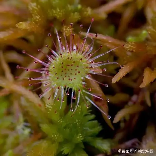 茅膏菜(食虫植物)的简单介绍