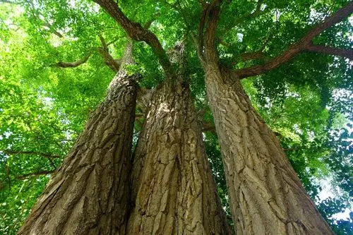 中国最有名的10大古树,最后一个老外都知道名字!