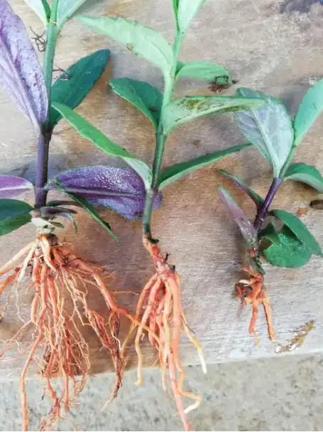 "红根野蚕豆"生于山野,人们却总想驯服它