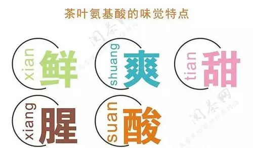 带你走进茶叶中的茶氨酸