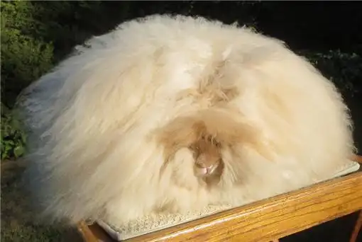 世界上毛最长的兔子——英安哥拉长毛兔毛长38厘米创世界纪录