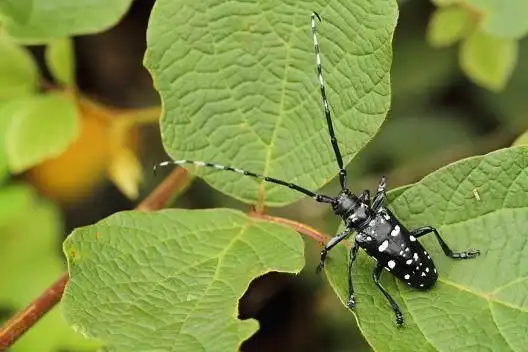 哈尔滨:全力消杀"光肩星天牛"