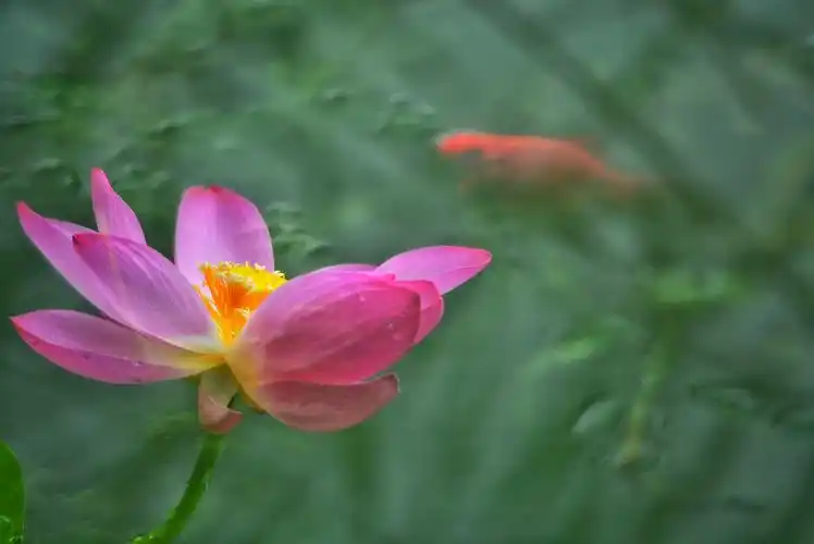 荷花与鱼