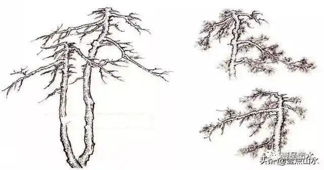 北派名家画树教程郭熙松树画法