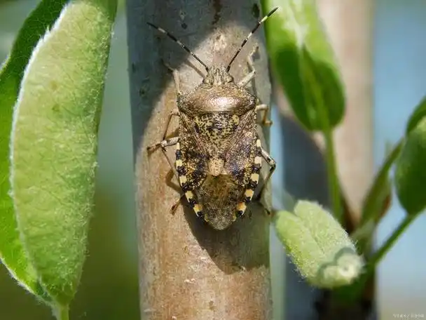 别轻视小虫子!椿象食用风险知多少?