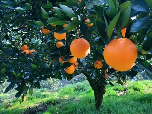 邓秀新院士为秭归脐橙正名