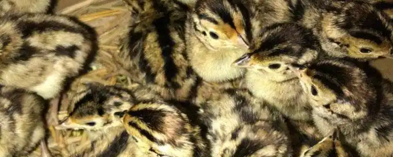 原鸡苗哪里有售云南广西广东及海南有