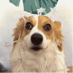 240_240gif 动态图 动图