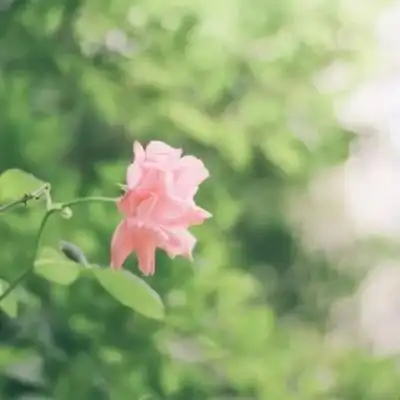 大自然超唯美高清风景头像2022男女通用微信风景头