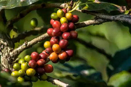 在巴西咖啡树上的咖啡豆照片