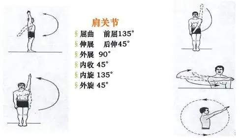 肩关节 §屈曲 §伸展 §外展 §内收 §内旋 &