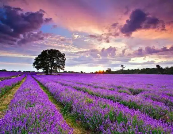 新疆哪个县是中国最大薰衣草基地