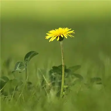 吉利富贵小黄花图片微信头像