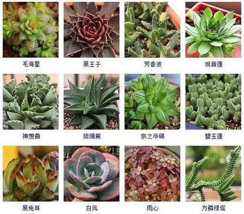 多肉植物品种及图片大全