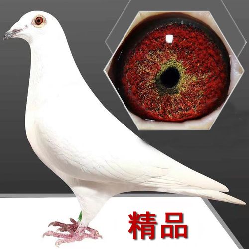 纯白色信鸽活体白鸽子赛鸽村松白锡坤白信鸽精品白信鸽一対包邮