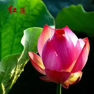 红莲