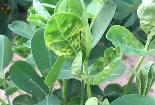 花生田蓟马危害