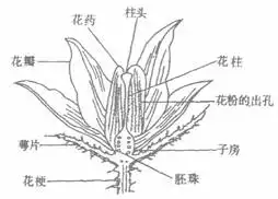 西红柿出小果长不大为啥