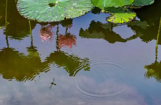 蜻蜓点水图片