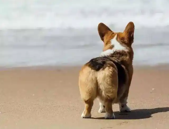 原创柯基不剪尾巴长什么样不剪是卡提根样