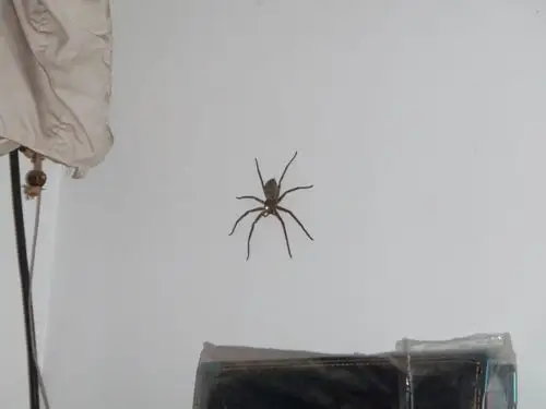 长脚蜘蛛 - mychat 数位男女_生态.风景