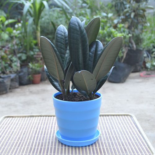 橡皮树黑金刚盆栽室内包邮一盆3棵带盆栽好发货