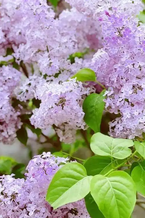 北京好天气回来了这份北京游园赏花攻略请收好