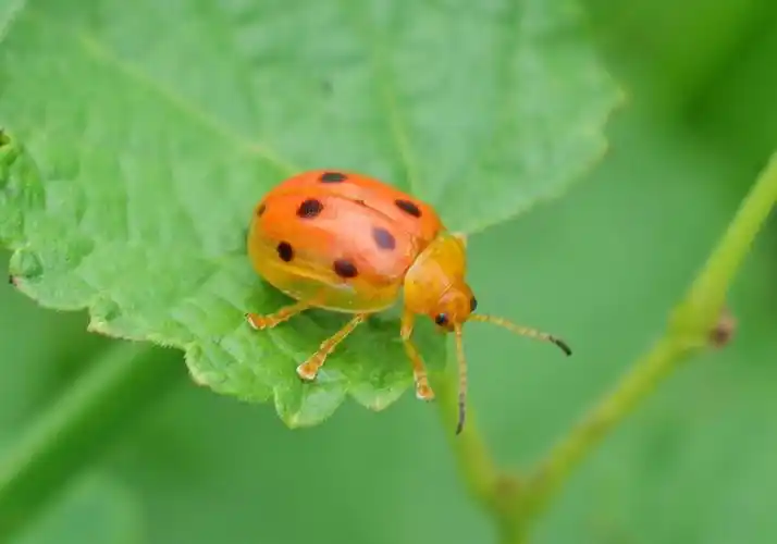 一只漂亮的九星瓢虫