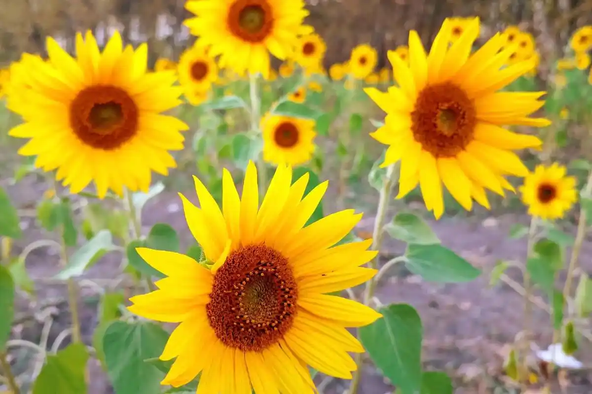 被吹爆的哈尔滨向日葵花海,真实的样子.