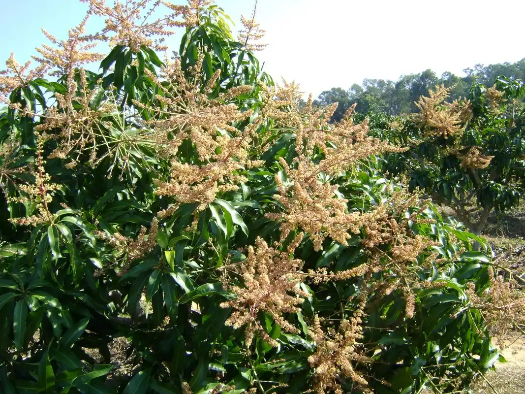芒果树开花 转载自百家号作者:农科帮