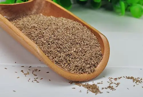 高羊茅草坪草籽护坡绿化草坪种子