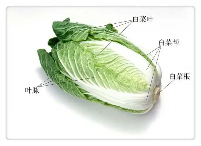 [每日一画]坚持画画第三十四天:彩铅白菜