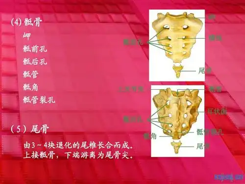骨骼解剖详细讲解ppt