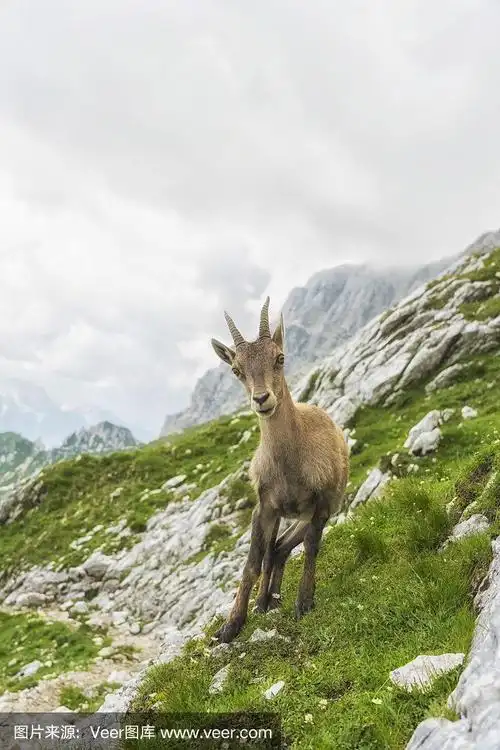 自然环境中的高山野山羊