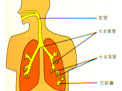 支气管扩张的注意事项支气管的护理