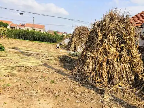 屋西待运的玉米秸秆