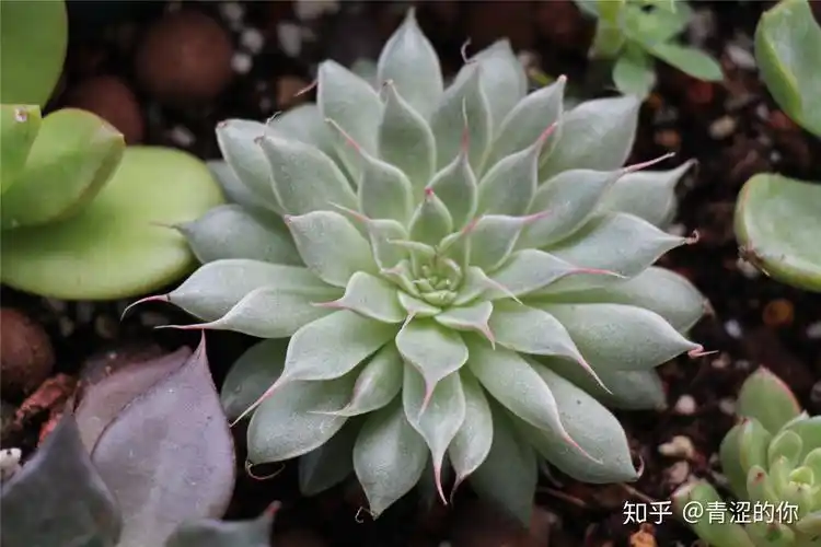 多肉介绍----景天科