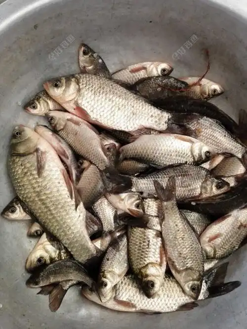 河中结冰敲碎了冰钓鱼