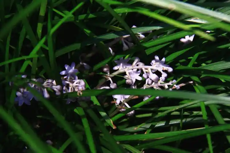 麦冬天门冬科沿阶草属