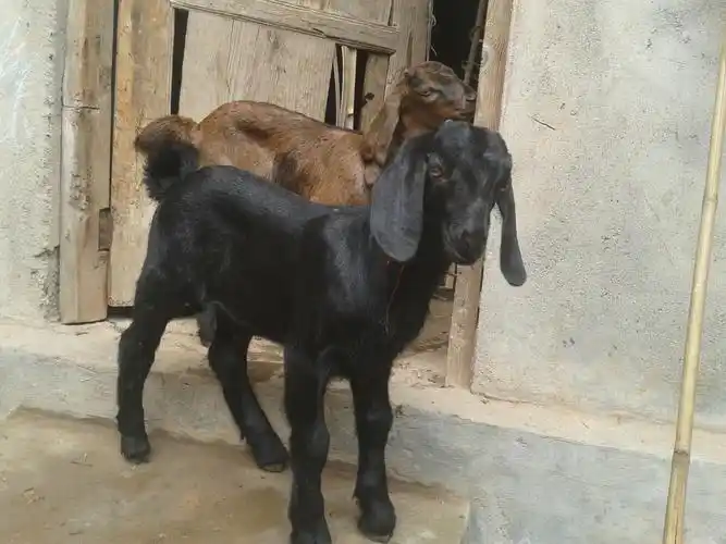 大耳羊-简阳云飞达优质大耳羊