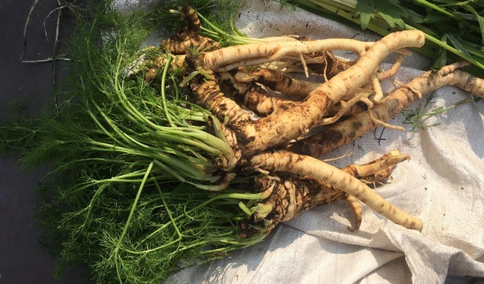 中药茴香根的功效与作用及其用法有哪些?_中医中药大全