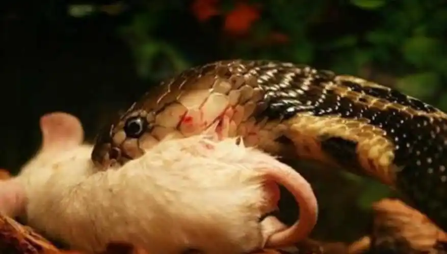 蛇最怕什么?这就来解释原因