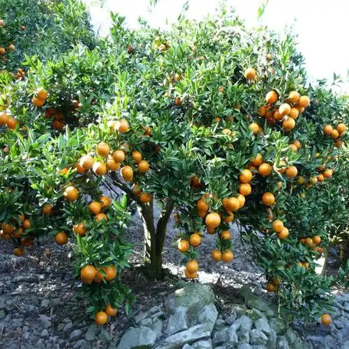 橘子树苖-特价促销-优惠券领取-价格|多少钱|什么牌子好-35优惠券网站