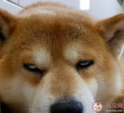 好困不想起床心情说说不想起床的幽默搞笑图片