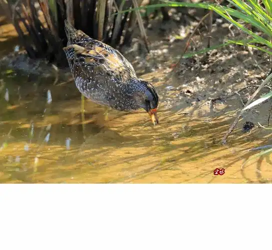 普通秧鸡_生态_poco摄影