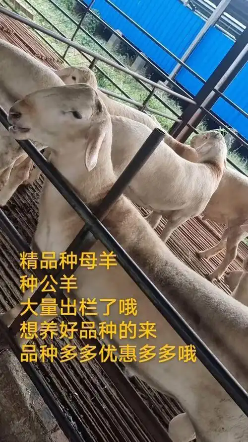大型肉羊品种,种公羊种母羊,长势快,抗病能力强 适应性广,南方北方都